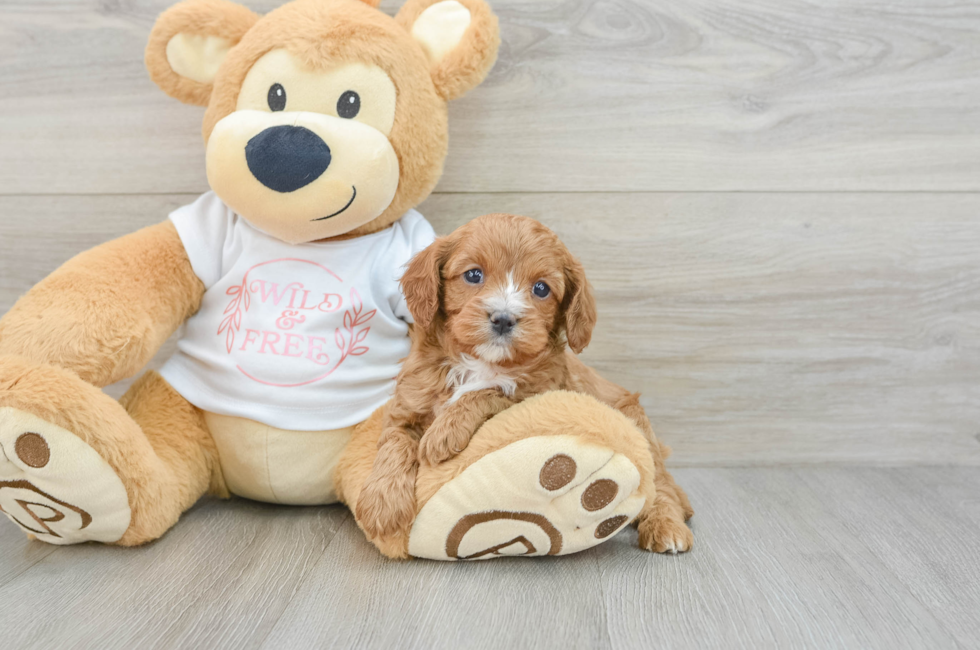 6 week old Cavapoo Puppy For Sale - Simply Southern Pups