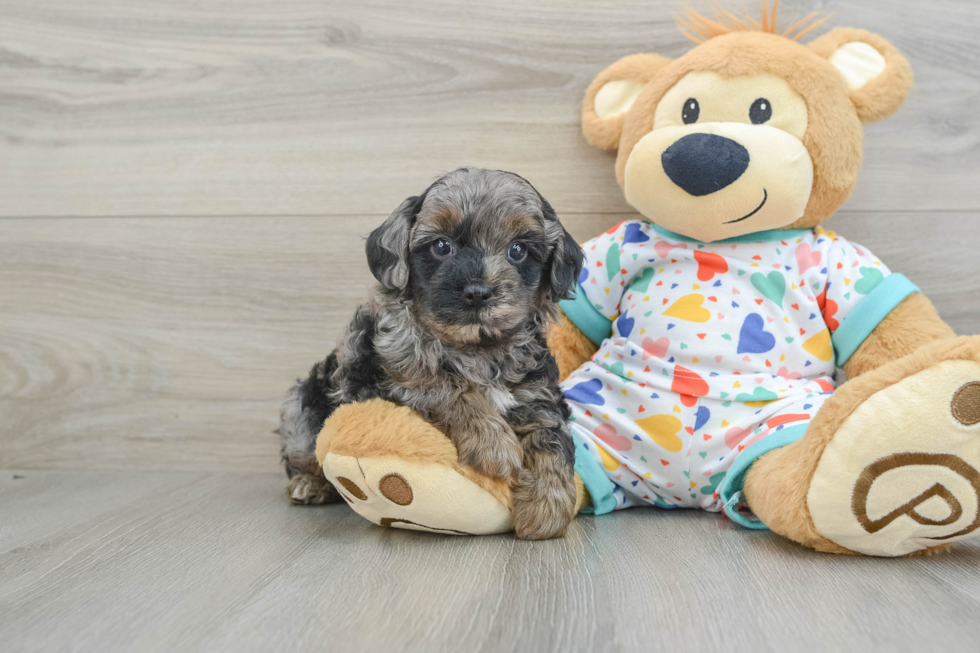 Petite Cavapoo Poodle Mix Pup