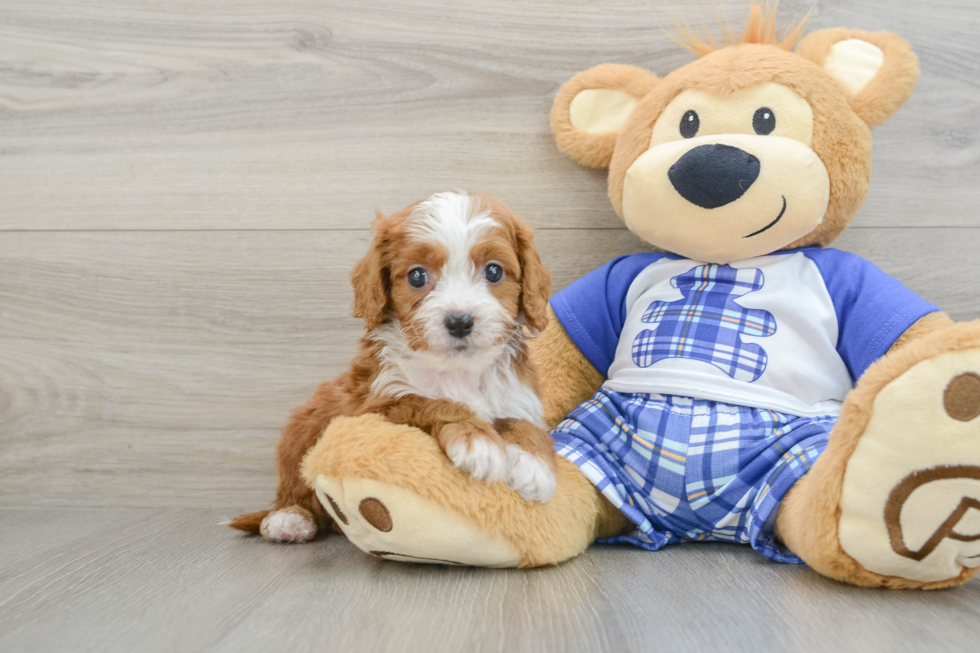 Hypoallergenic Cavadoodle Poodle Mix Puppy