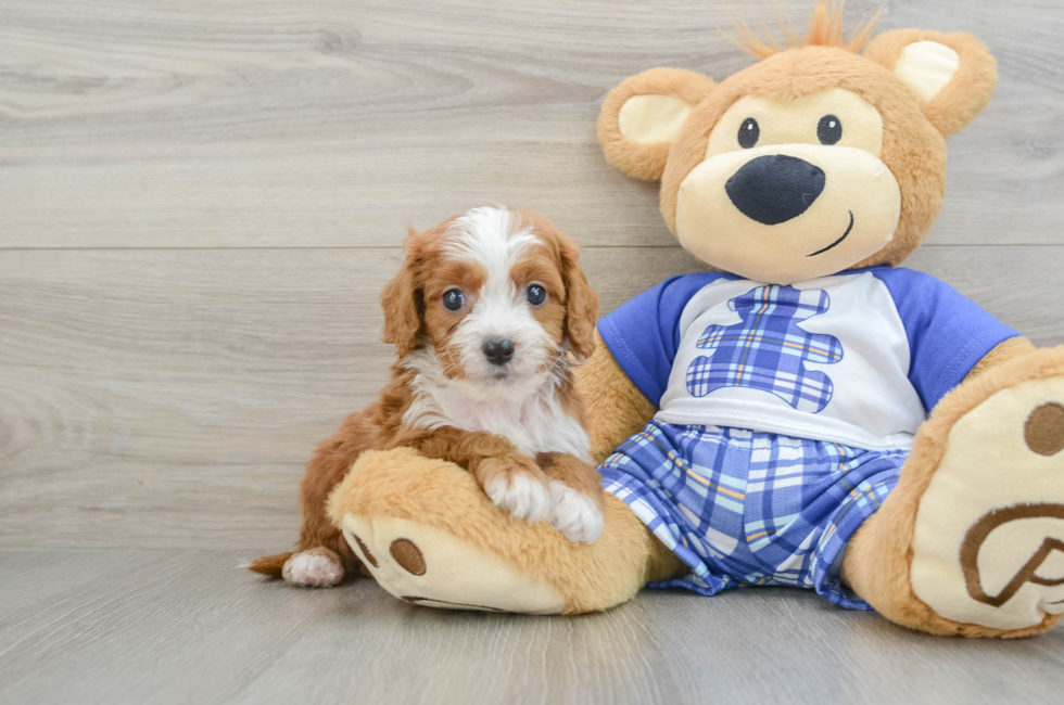 7 week old Cavapoo Puppy For Sale - Simply Southern Pups