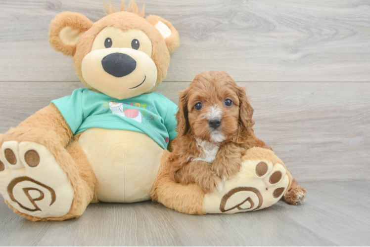 Friendly Cavapoo Baby