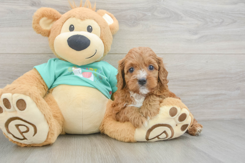 7 week old Cavapoo Puppy For Sale - Simply Southern Pups