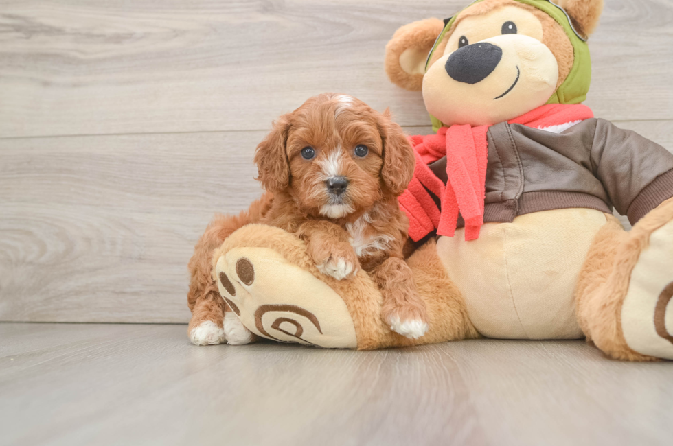 6 week old Cavapoo Puppy For Sale - Simply Southern Pups