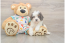 Cavapoo Pup Being Cute