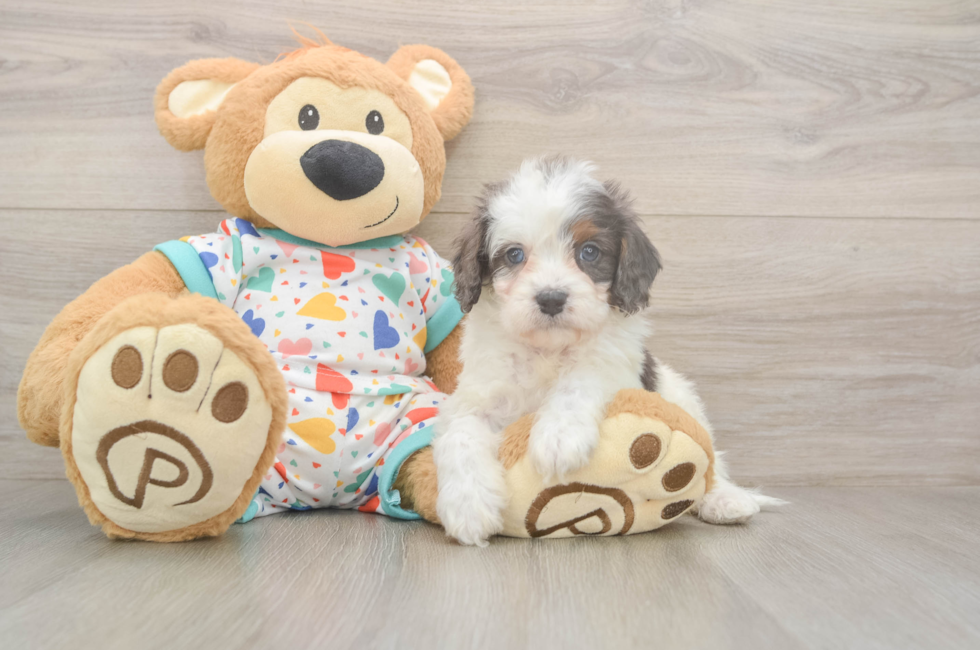 5 week old Cavapoo Puppy For Sale - Simply Southern Pups