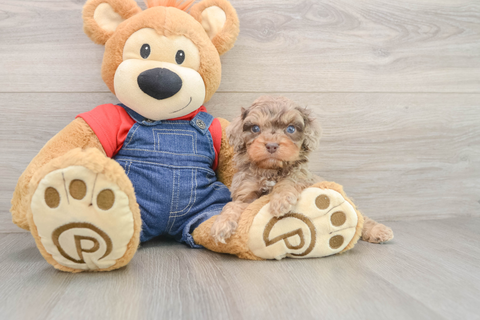 Friendly Cavapoo Baby