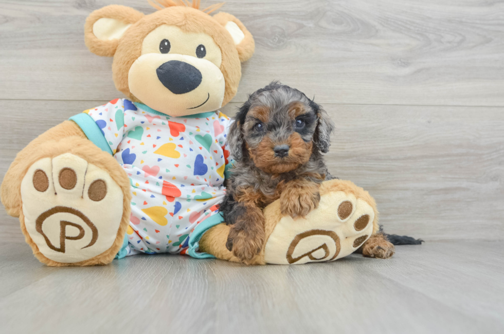 6 week old Cavapoo Puppy For Sale - Simply Southern Pups