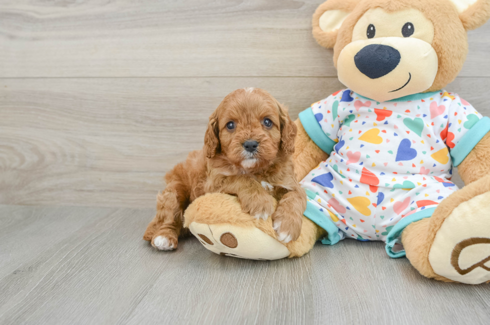 7 week old Cavapoo Puppy For Sale - Simply Southern Pups