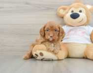 8 week old Cavapoo Puppy For Sale - Simply Southern Pups