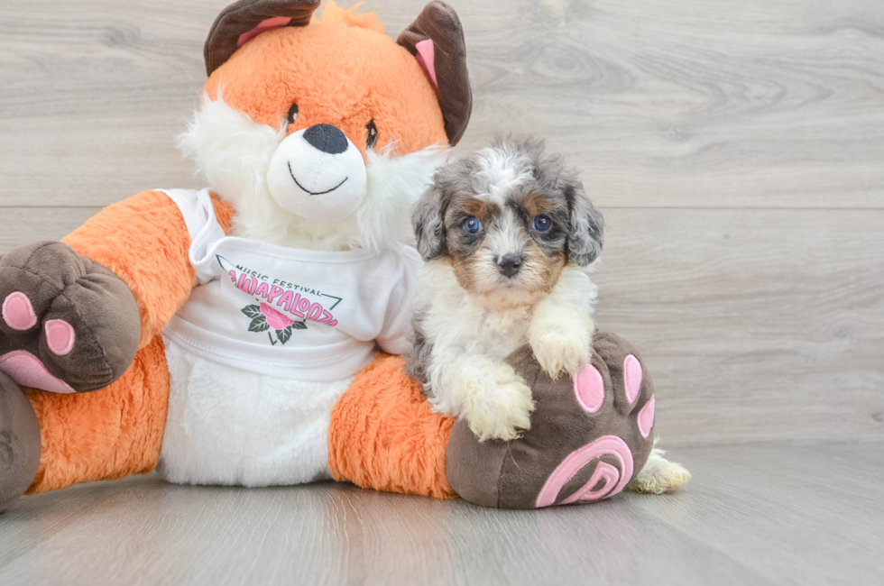 6 week old Cavapoo Puppy For Sale - Simply Southern Pups