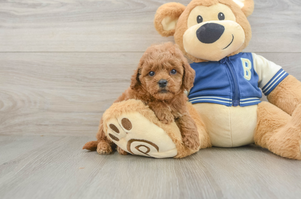 5 week old Cavapoo Puppy For Sale - Simply Southern Pups