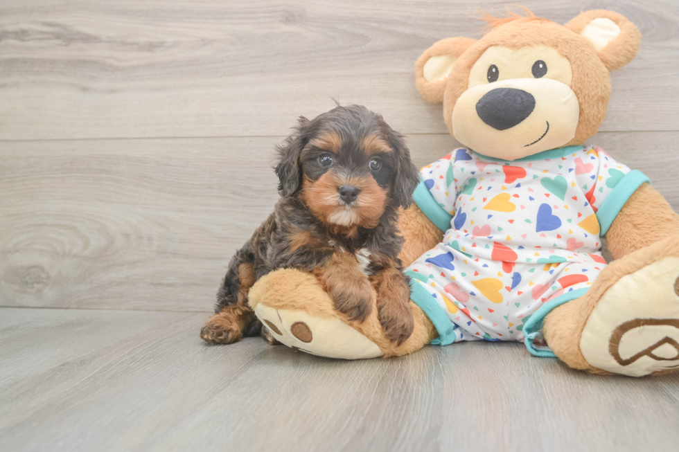 Meet Hara - our Cavapoo Puppy Photo  2/3 - Simply Southern Pups Cavapoo Puppy for Adoption