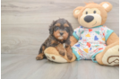 Meet Hara - our Cavapoo Puppy Photo  2/3 - Simply Southern Pups Cavapoo Puppy for Adoption