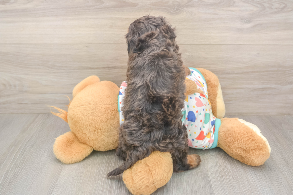 Meet Hara - our Cavapoo Puppy Photo  3/3 - Simply Southern Pups Best Cavapoo Baby