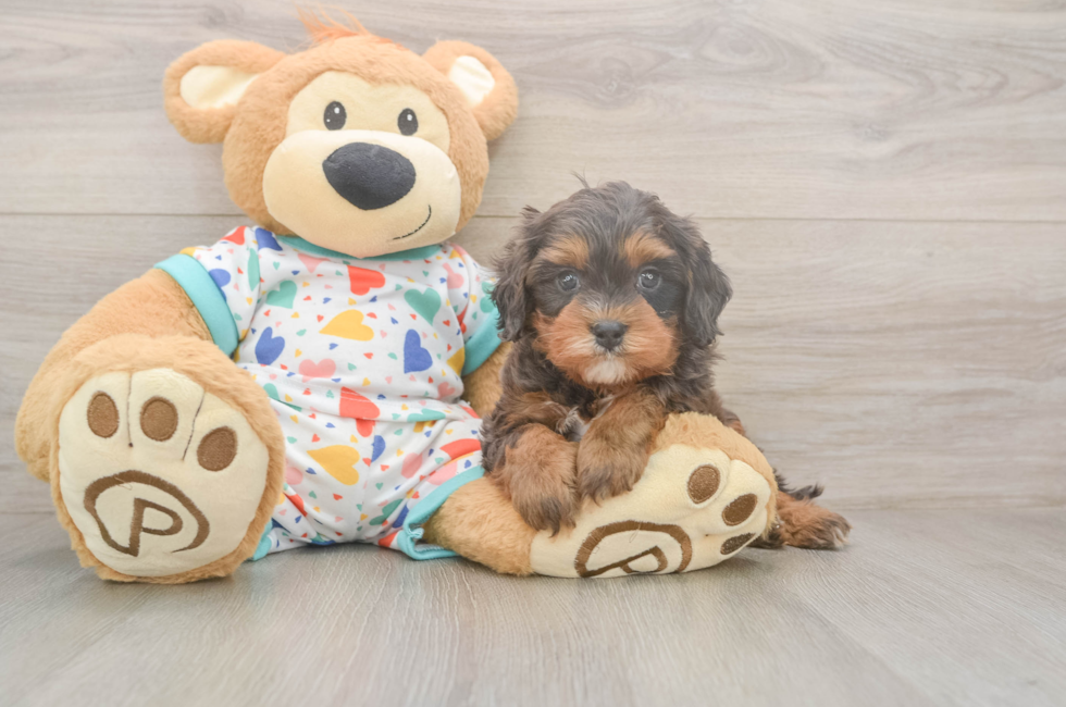 5 week old Cavapoo Puppy For Sale - Simply Southern Pups