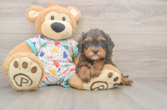 5 week old Cavapoo Puppy For Sale - Simply Southern Pups Happy Cavapoo Baby