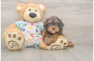 Meet Hara - our Cavapoo Puppy Photo  1/3 - Simply Southern Pups Happy Cavapoo Baby