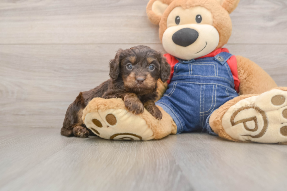 Cavapoo Pup Being Cute
