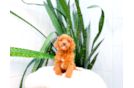 Cute Cavapoo Baby