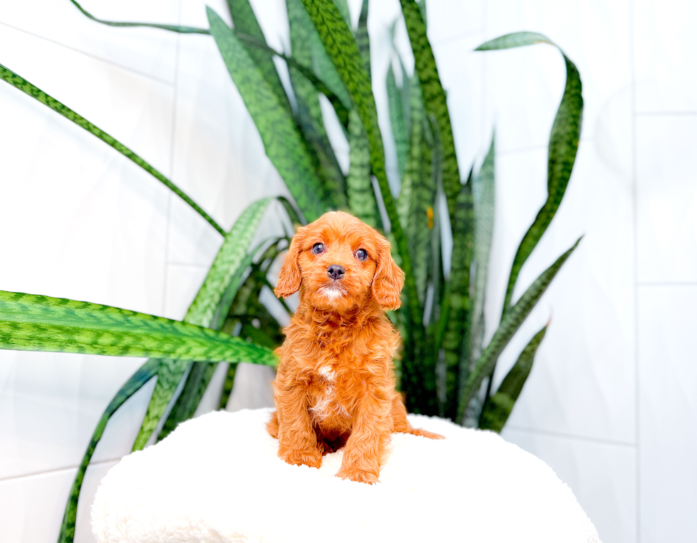 Cute Cavapoo Baby