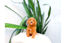 Cute Cavipoo Poodle Mix Puppy