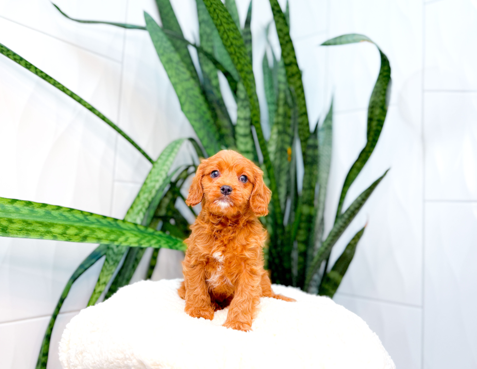 Cute Cavipoo Poodle Mix Puppy