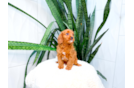 Cute Cavadoodle Poodle Mix Puppy