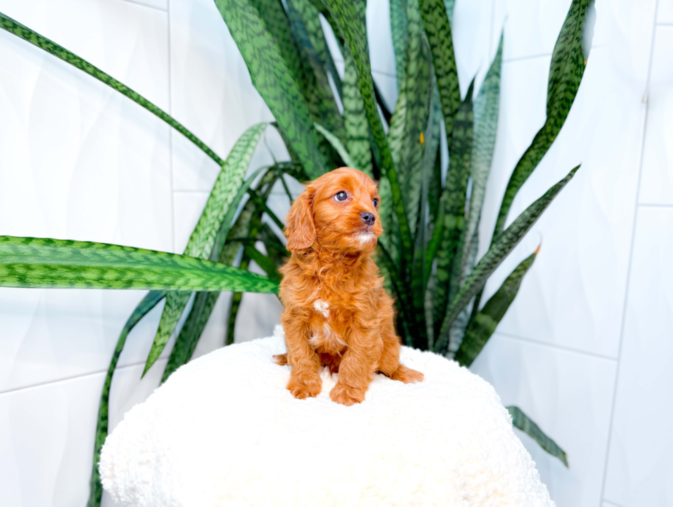 Cute Cavadoodle Poodle Mix Puppy