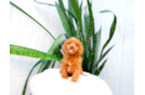 Cute Cavipoo Poodle Mix Puppy