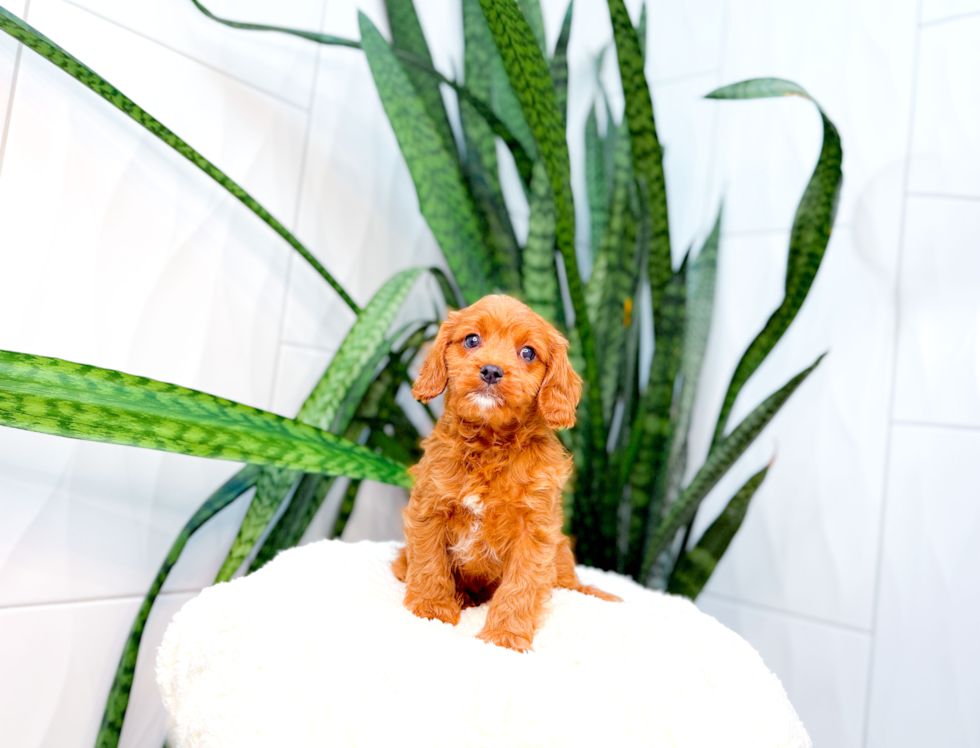 Cute Cavipoo Poodle Mix Puppy
