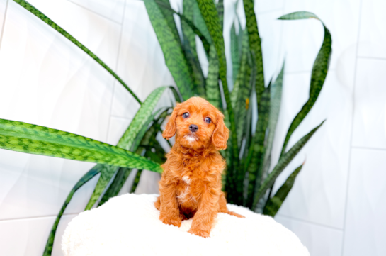 Cute Cavipoo Poodle Mix Puppy