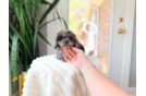 Cute Cavapoo Baby