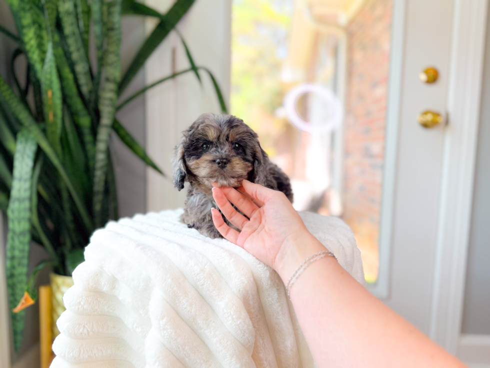 Cute Cavapoo Baby