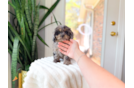 Cute Cavipoo Poodle Mix Puppy