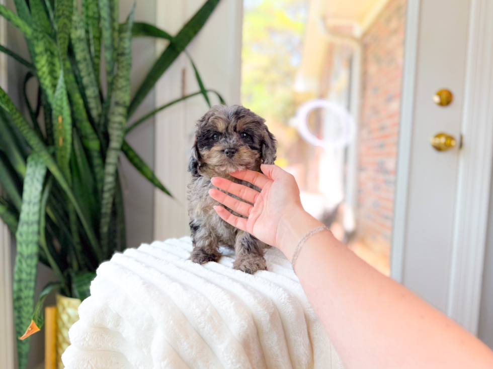 Cute Cavipoo Poodle Mix Puppy