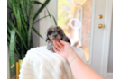 Best Cavapoo Baby