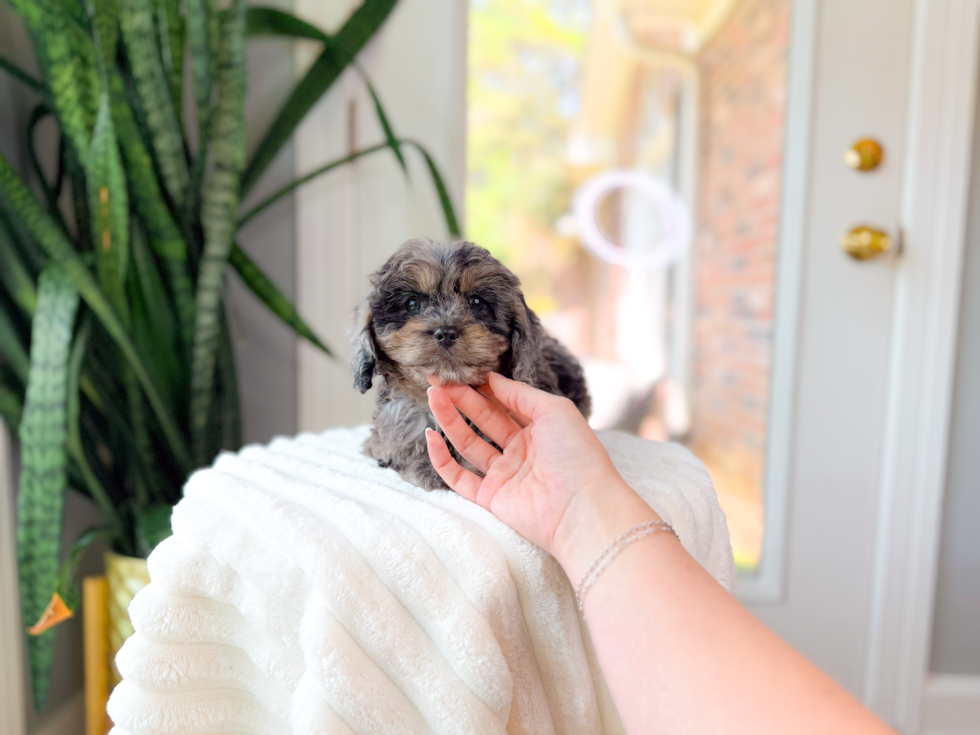 Best Cavapoo Baby