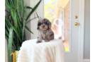 Cute Cavapoo Baby