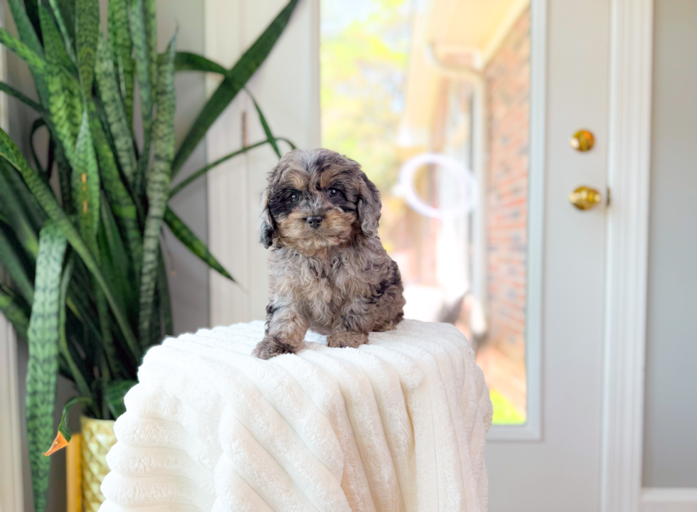 Cute Cavapoo Baby