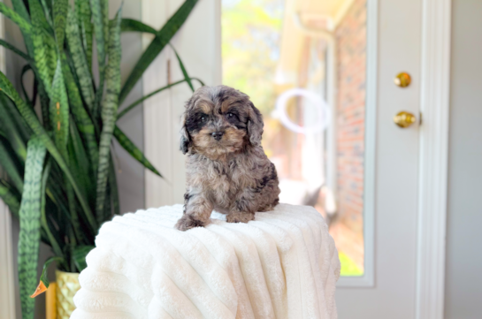 Cute Cavapoo Baby