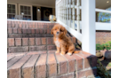 Cavapoo Pup Being Cute