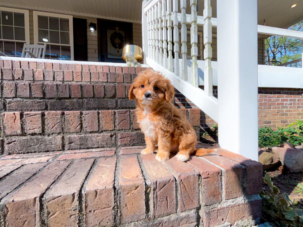 Cavapoo Pup Being Cute