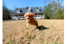 Cute Cavapoo Baby