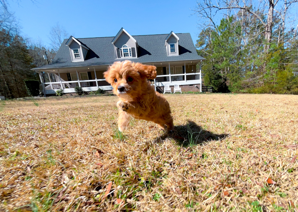 Cute Cavapoo Baby