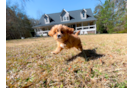 Best Cavapoo Baby