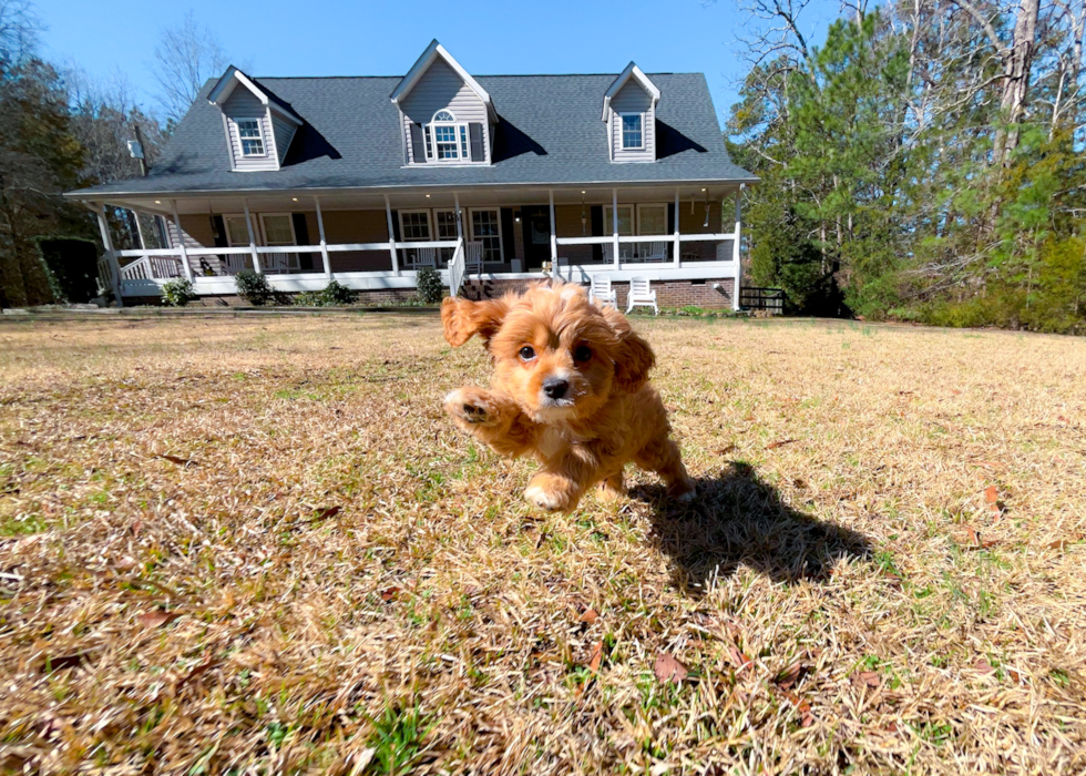 Cute Cavipoo Poodle Mix Puppy