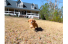 Cute Cavipoo Poodle Mix Puppy