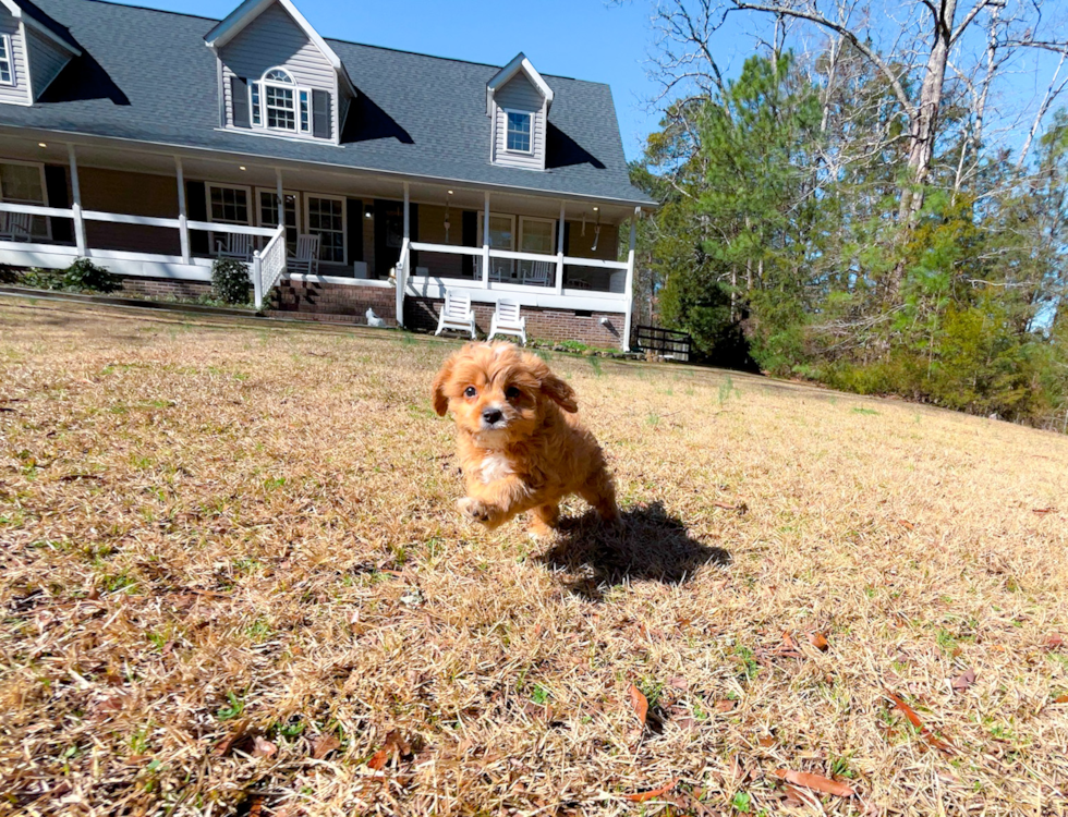 Cute Cavipoo Poodle Mix Puppy