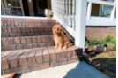 Cute Cavapoodle Poodle Mix Puppy