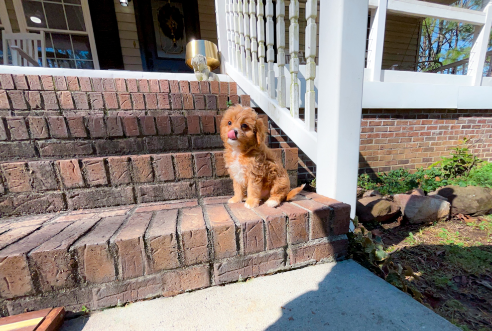 Cute Cavapoodle Poodle Mix Puppy